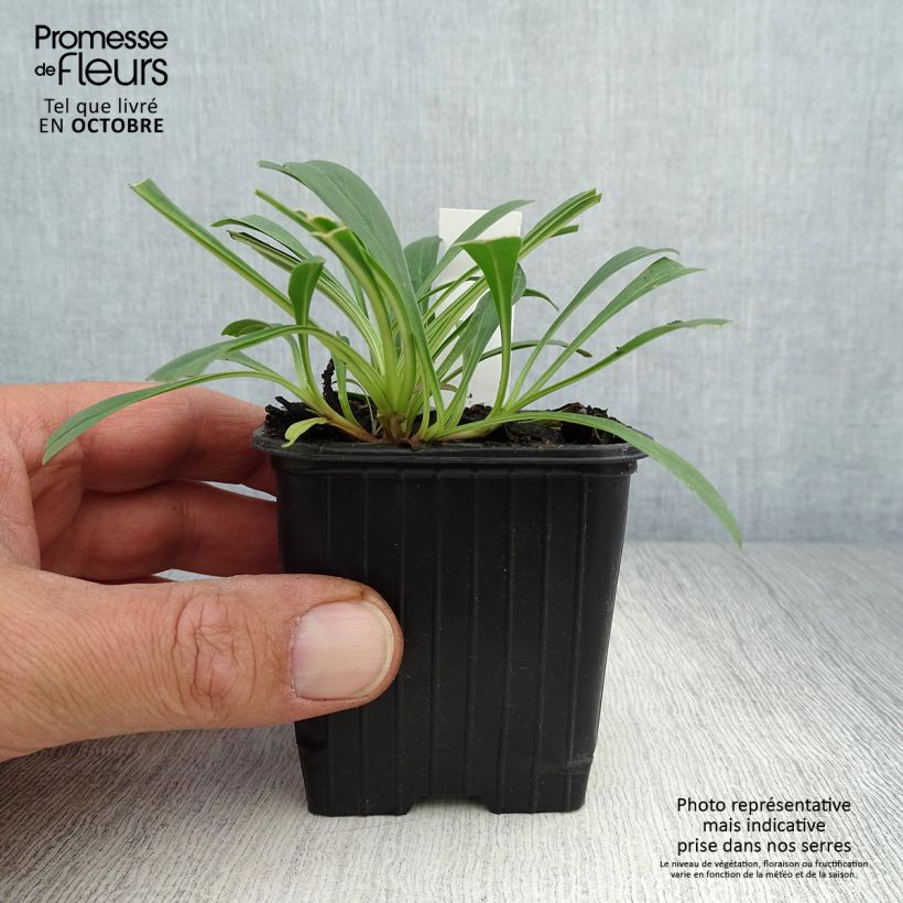 Spécimen de Penstemon strictus - Galane Godet de 8/9 cm tel que livré en automne