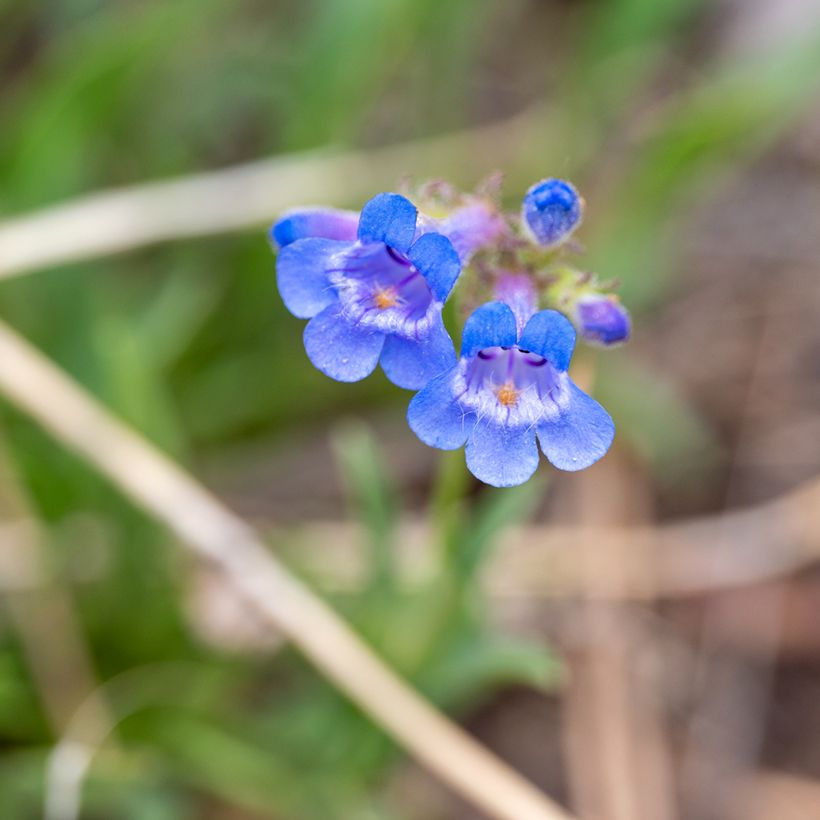 Penstemon virens - Galane (Flowering)