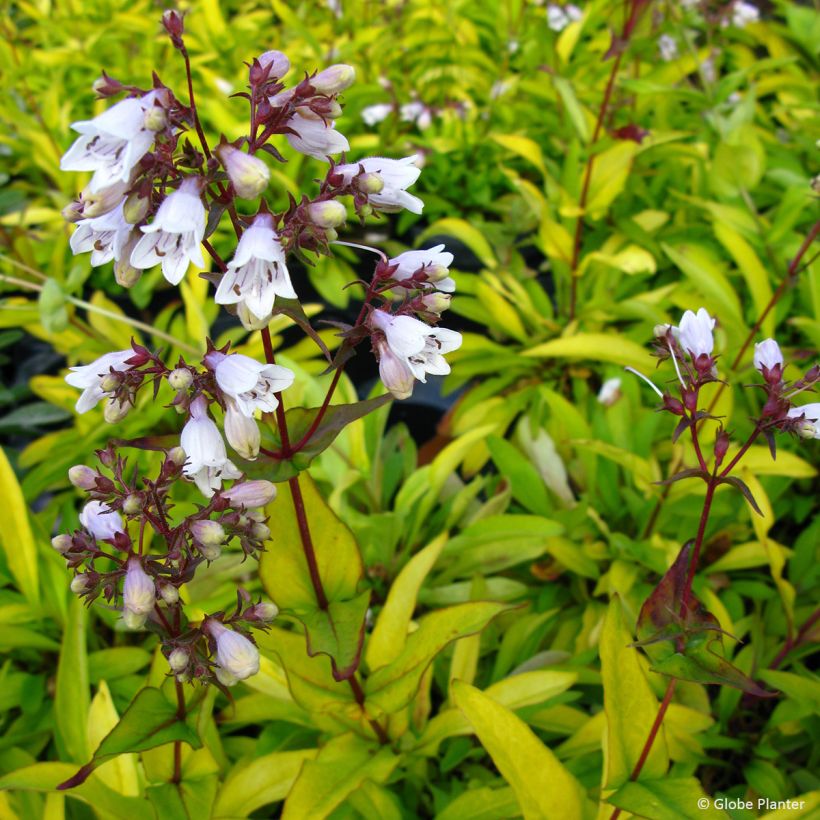Penstemon digitalis Goldfinger - Galane (Flowering)
