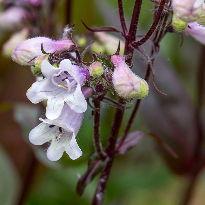 Graines de Penstemon digitalis Husker Red - Galane (Flowering)
