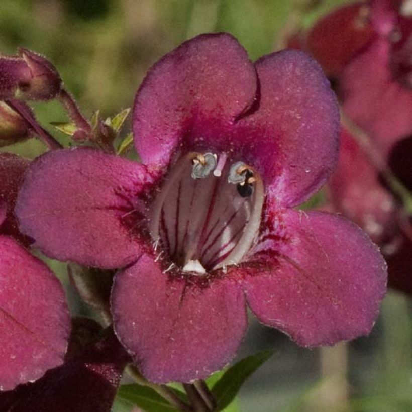 Penstemon hybride Blackbird - Galane (Flowering)