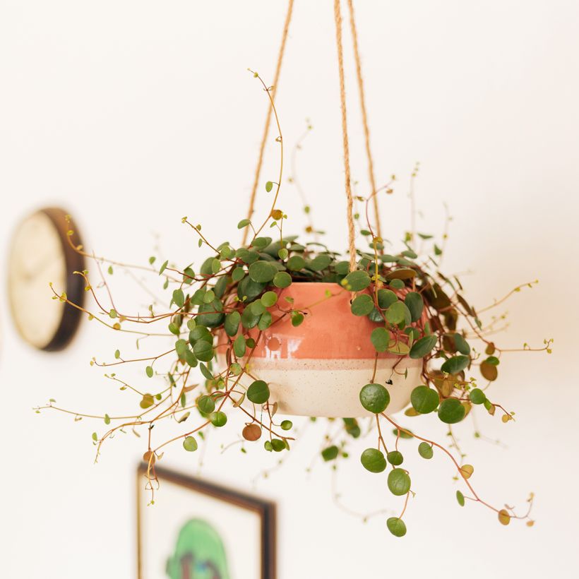 Peperomia Pepperspot (Plant habit)