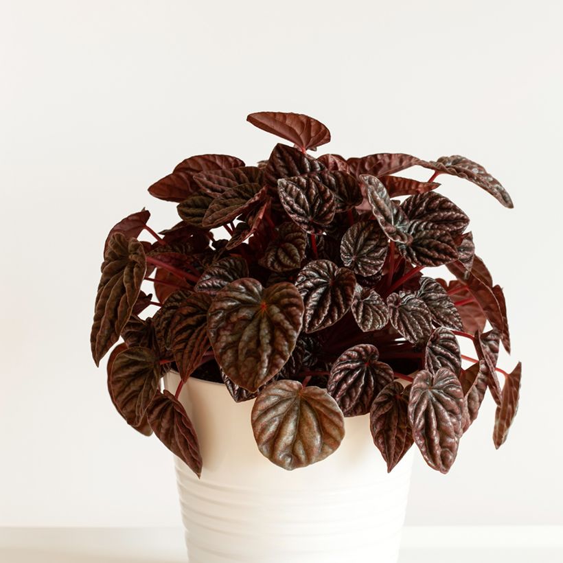 Peperomia caperata Luna (Plant habit)