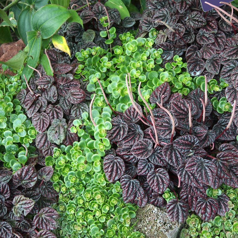 Peperomia caperata Montevideo (Plant habit)