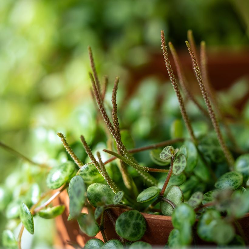 Peperomia prostrata (Flowering)