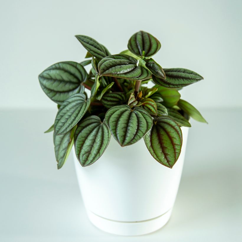 Peperomia albovittata Piccolo Banda (Port)