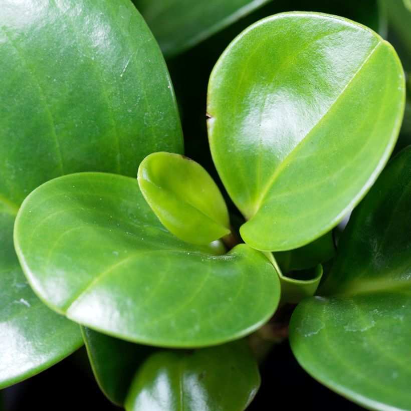 Peperomia obtusifolia Green (Foliage)