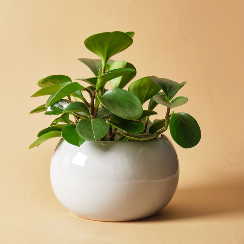 Peperomia obtusifolia Green (Plant habit)