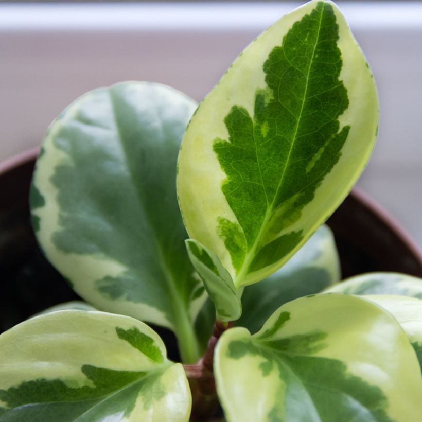 Peperomia obtusifolia USA (Foliage)