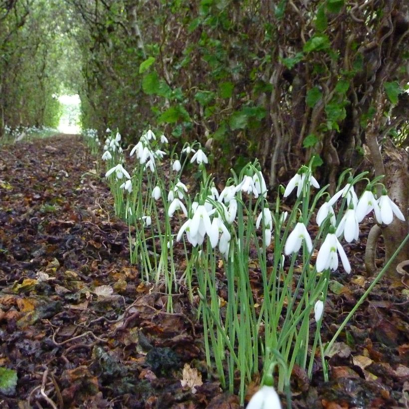 Galanthus reginae-olgae- Perce-neige (Port)