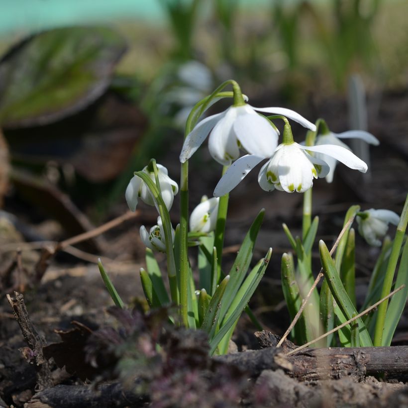 Perce-neige double - Galanthus nivalis Flore Pleno (Plant habit)