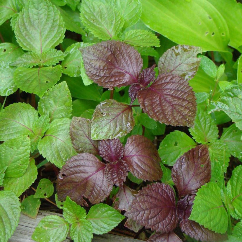 Perilla frutescens - Shiso vert (Tia To) (Foliage)