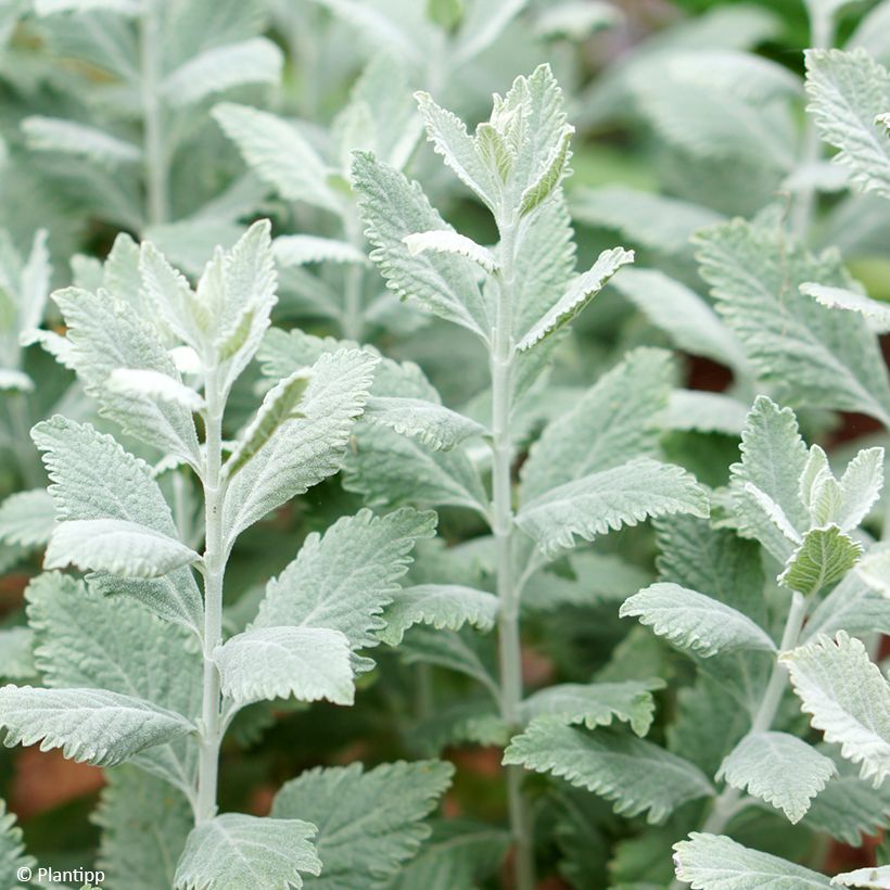 Perovskia Silvery Blue - Sauge d'Afghanistan (Foliage)