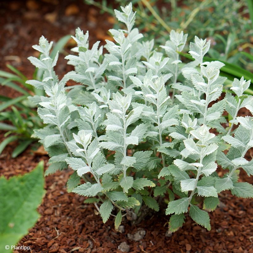 Perovskia Silvery Blue - Sauge d'Afghanistan (Plant habit)