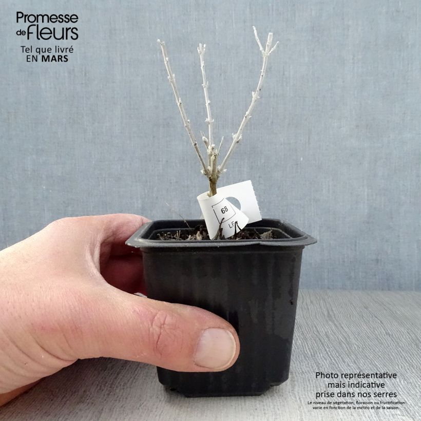 Example of Perovskia Silvery Blue - Sauge d'Afghanistan Godet de 8/9 cm as you get in printemps