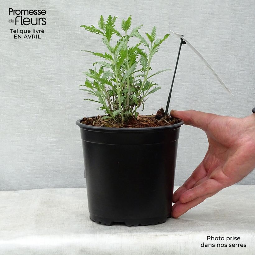 Example of Perovskia atriplicifolia Blue Spire - Sauge de Sibérie Pot de 2L/3L as you get in printemps