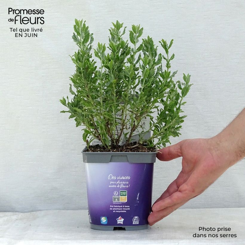 Spécimen de Perovskia atriplicifolia Blue Steel Pot de 2L/3L tel que livré en été