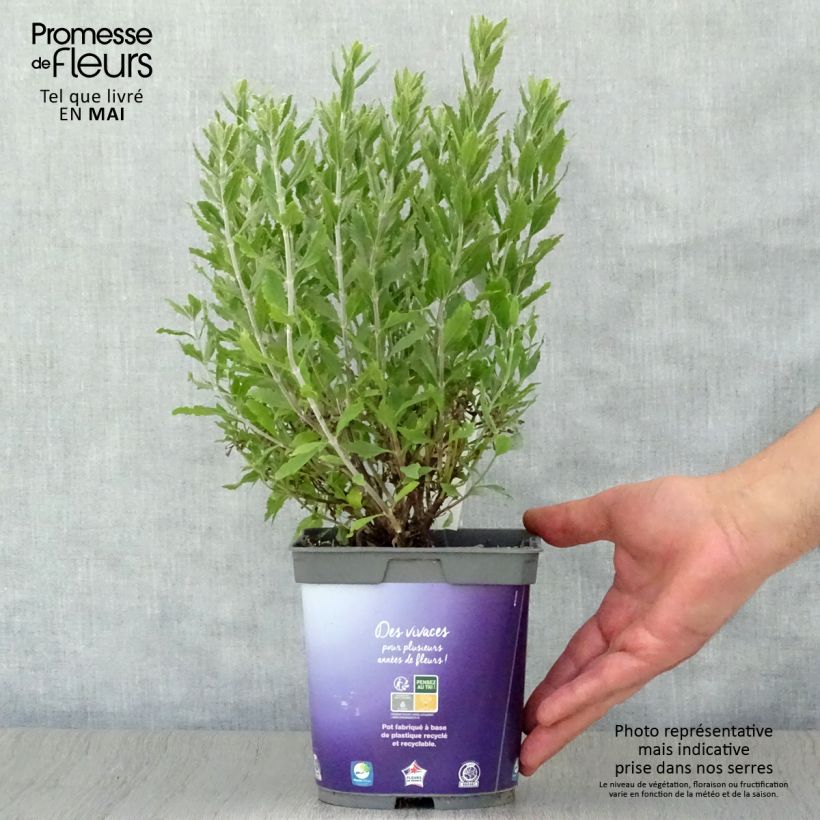 Example of Perovskia atriplicifolia Blue Steel Pot de 2L/3L as you get in printemps