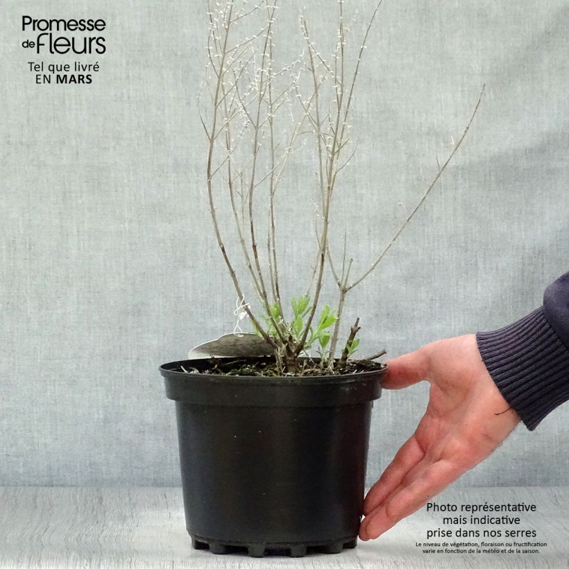 Example of Perovskia atriplicifolia Lacey Blue Pot de 2L/3L as you get in printemps