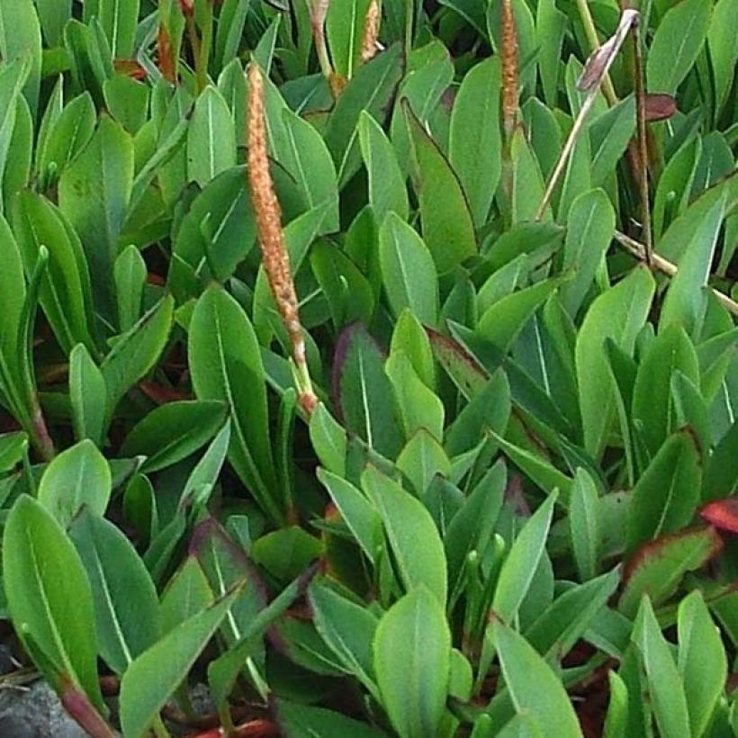 Renouée - Persicaria affinis Darjeeling Red (Foliage)