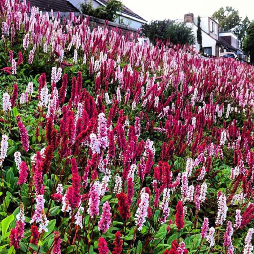Renouée - Persicaria affinis Darjeeling Red (Flowering)