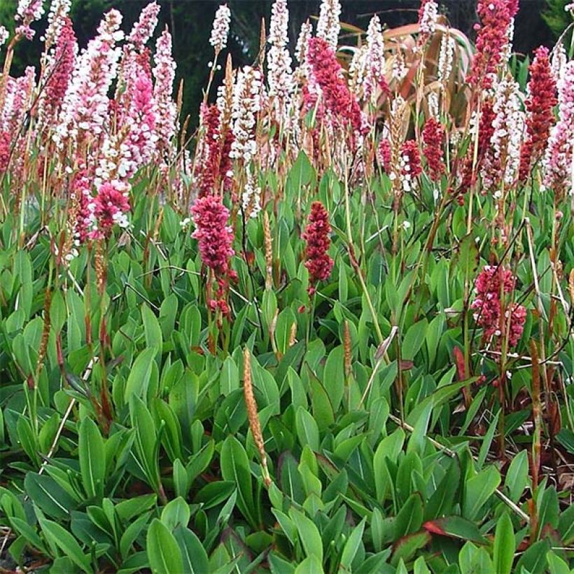 Renouée - Persicaria affinis Darjeeling Red (Plant habit)
