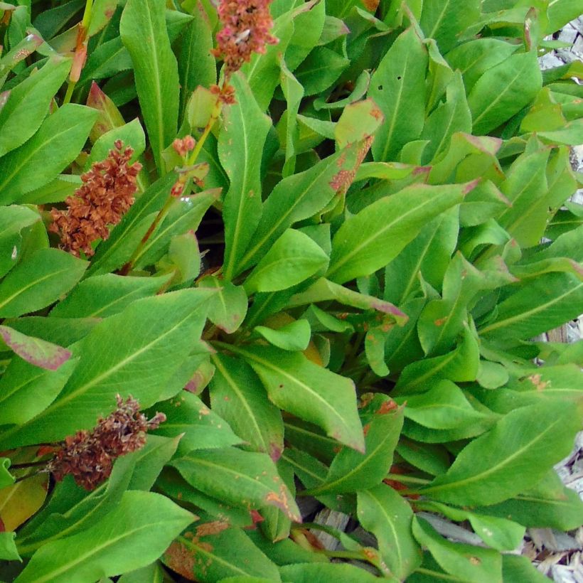 Renouée - Persicaria affinis Kabouter (Foliage)