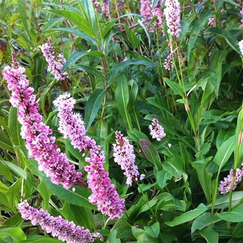 Persicaria affinis Superba - Renouée, Persicaire Superbum (Flowering)
