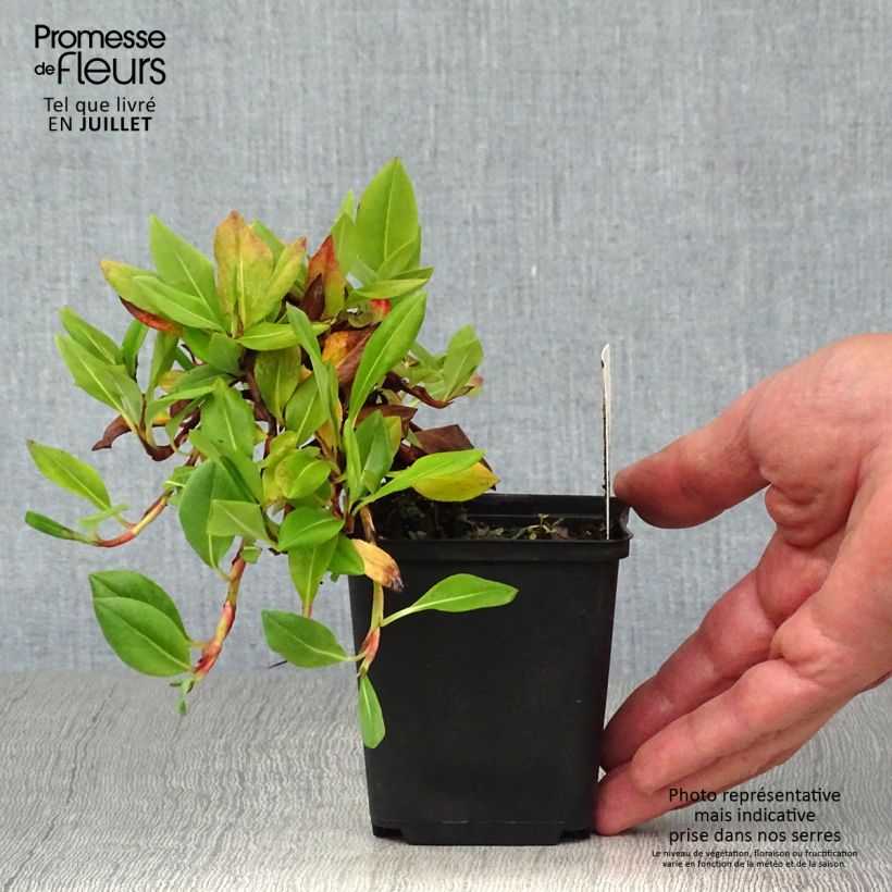 Spécimen de Persicaria affinis Superba - Renouée, Persicaire Superbum Godet de 8/9 cm tel que livré en été