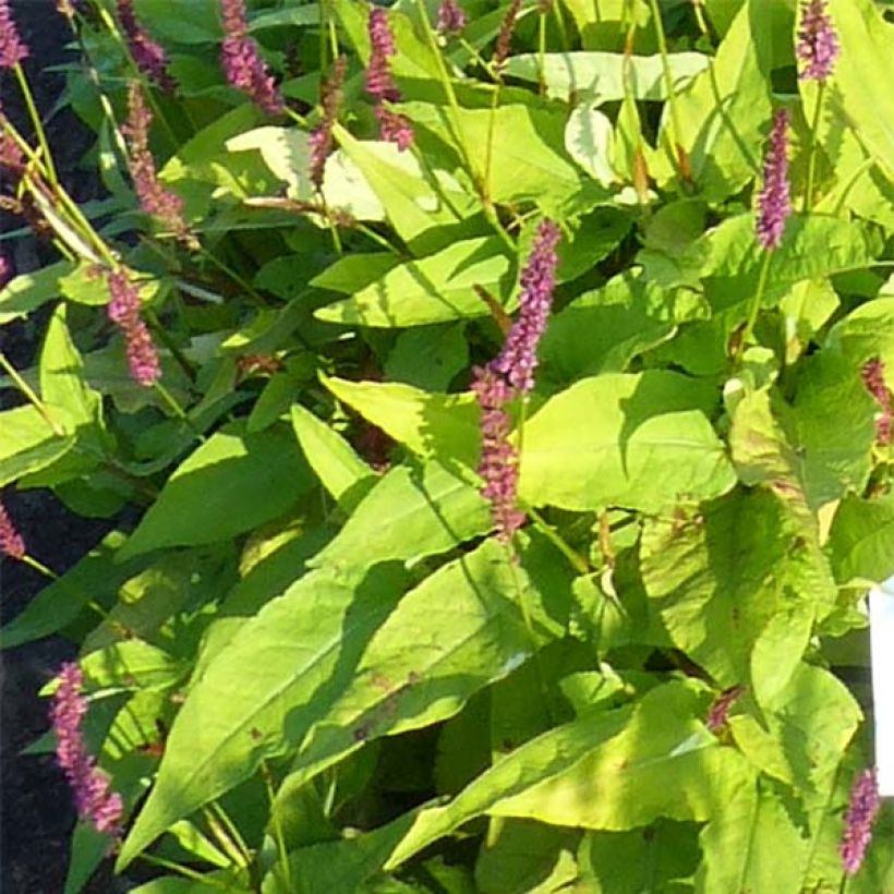 Renouée - Persicaria amplexicaulis Golden Arrow (Foliage)