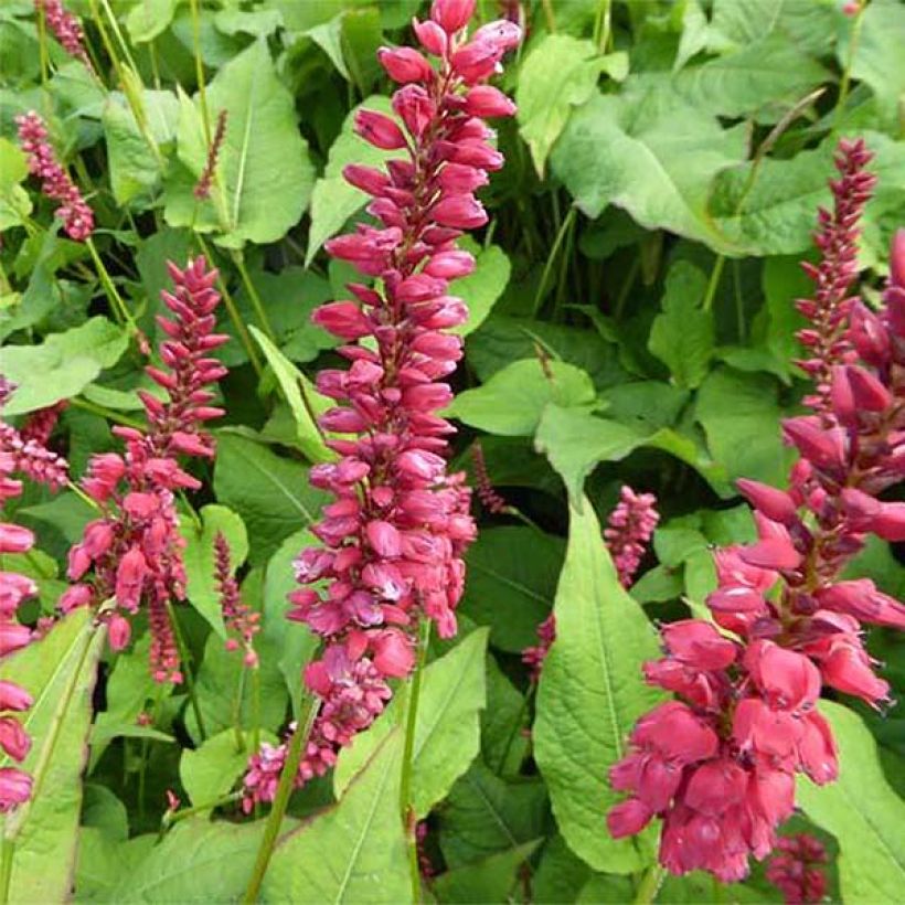 Renouée - Persicaria amplexicaulis JS Caliente (Flowering)