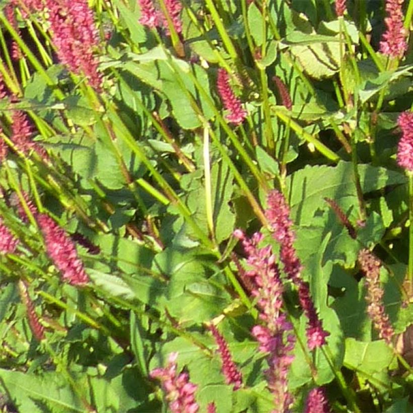 Renouée - Persicaria amplexicaulis JS Delgado Macho (Foliage)