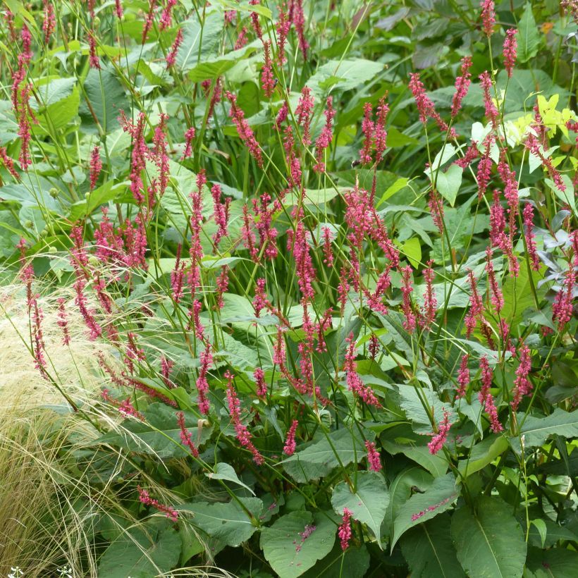 Persicaria amplexicaulis Speciosa - Persicaire - Renouée Speciosa (Plant habit)