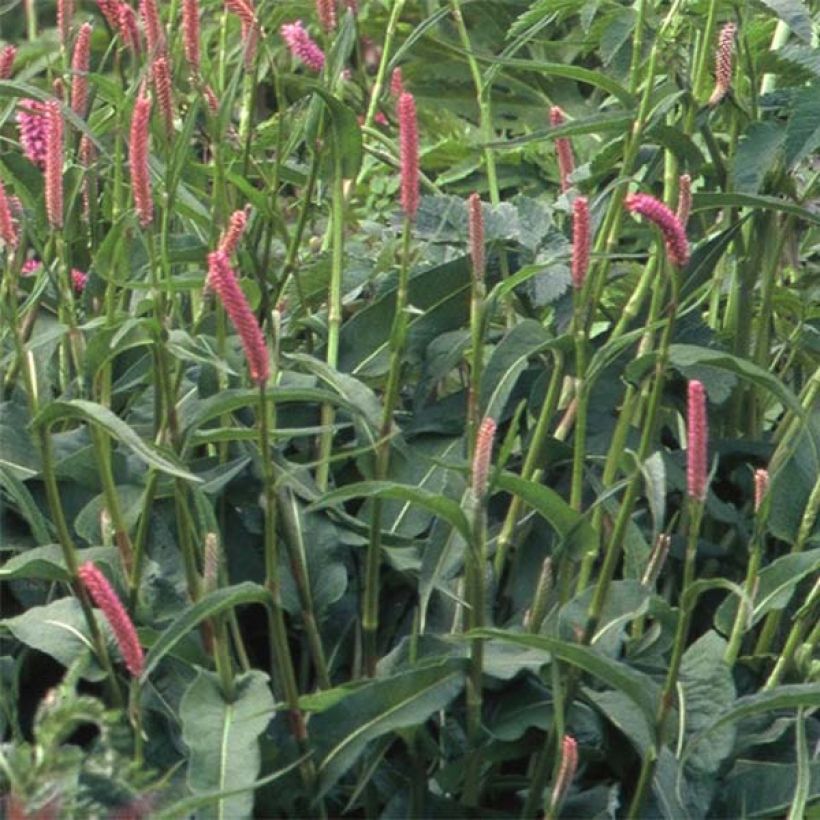 Renouée - Persicaria bistorta Hohe Tatra (Foliage)