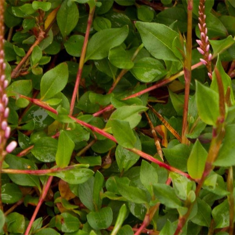 Renouée rampante - Persicaria vacciniifolia (Foliage)