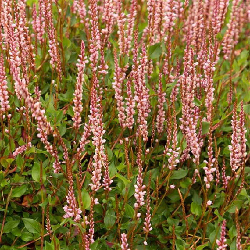 Renouée rampante - Persicaria vacciniifolia (Flowering)