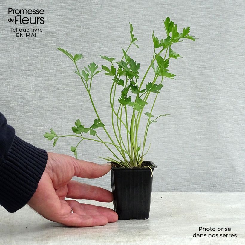 Example of Persil Géant d'Italie BIO Godet de 8/9 cm as you get in printemps