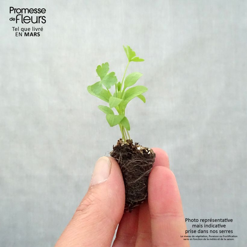 Example of Persil Géant d'Italie en plants Mini-motte Ø 3/4 cm, LIvré en hauteur de 5 à 10 cm as you get in printemps