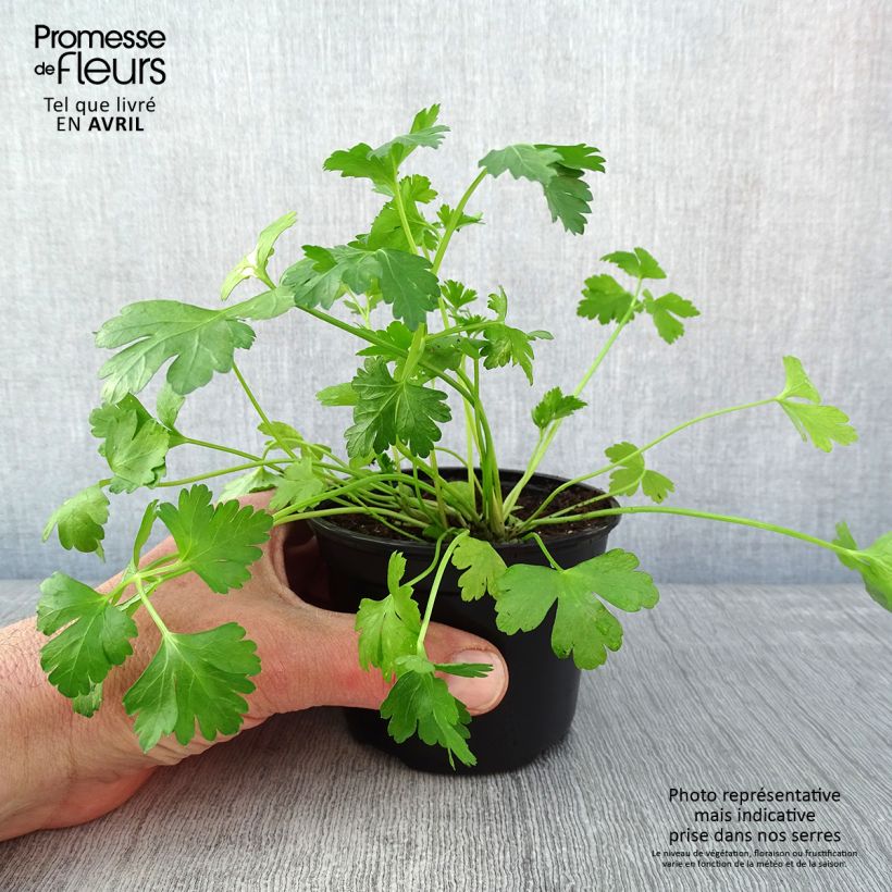Example of Persil Géant d'Italie en plants Godet de 8/9 cm as you get in printemps