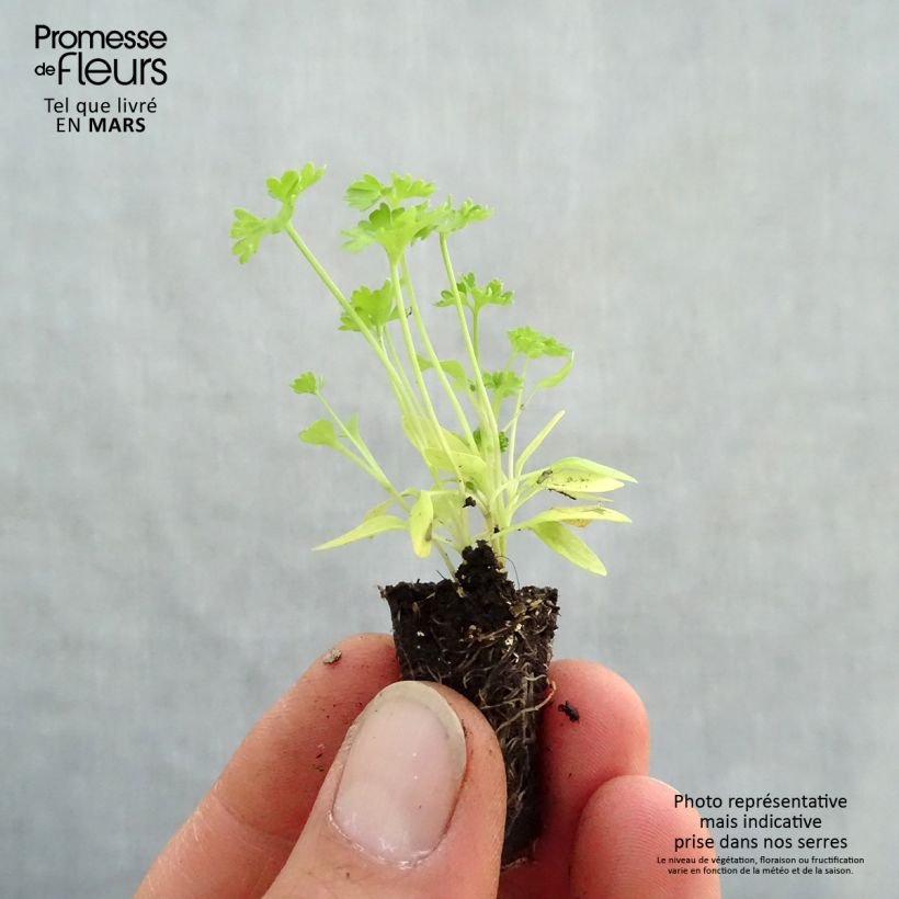Example of Persil frisé Grüne Perle Bio en mini-mottes Mini-motte Ø 1,5/2,5 cm as you get in printemps