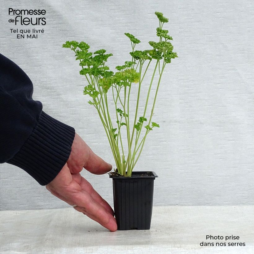 Example of Persil frisé vert foncé BIO Godet de 8 cm as you get in printemps