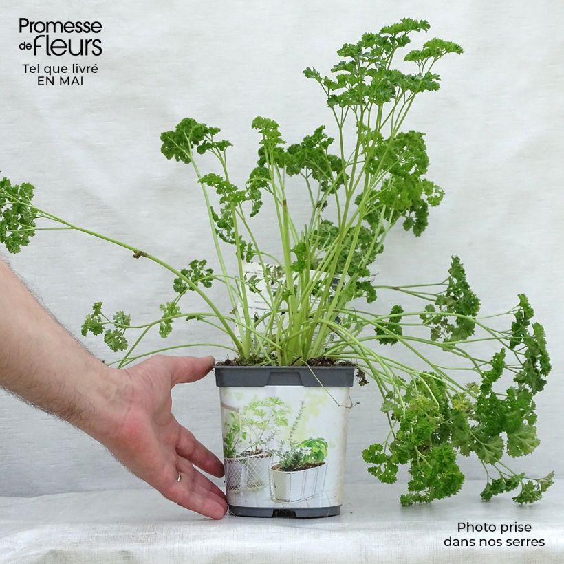 Example of Persil frisé vert foncé en plant BIO Pot de 2L/3L as you get in printemps
