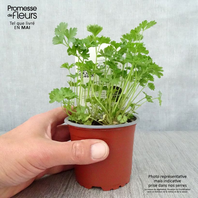 Example of Persil frisé vert foncé en plant BIO Pot de 10 cm/11cm as you get in printemps