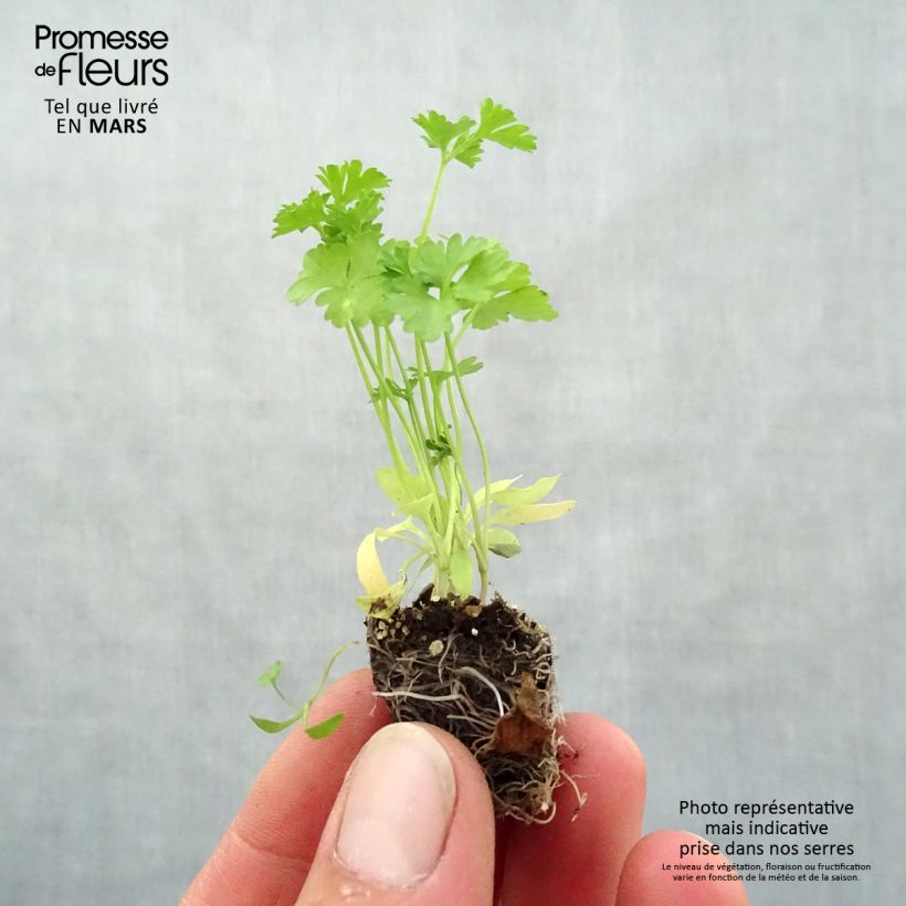 Example of Persil frisé vert foncé en plants Mini-motte Ø 3/4 cm, LIvré en hauteur de 5 à 10 cm as you get in printemps