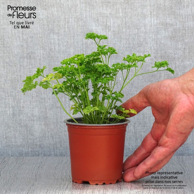 Example of Persil frisé vert foncé en plants Godet de 8/9 cm as you get in printemps