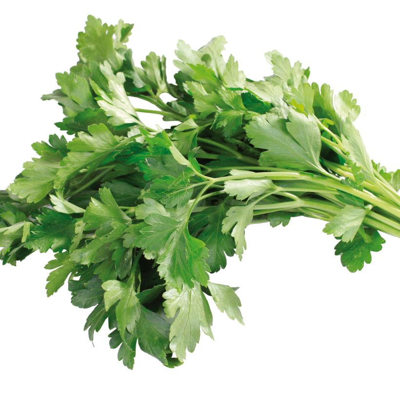 Persil Géant d'Italie en plants (Harvest)