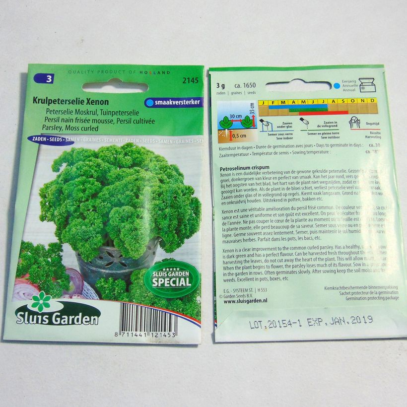 Exemple de spécimen de Persil nain frisé mousse Wega le sachet de 1650 graines environ (3g) tel que livré