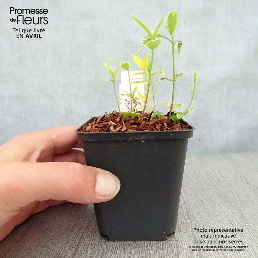 Example of Pervenche à petite fleurs - Vinca minor Ralph Shugert -  Godet de 8/9 cm as you get in printemps