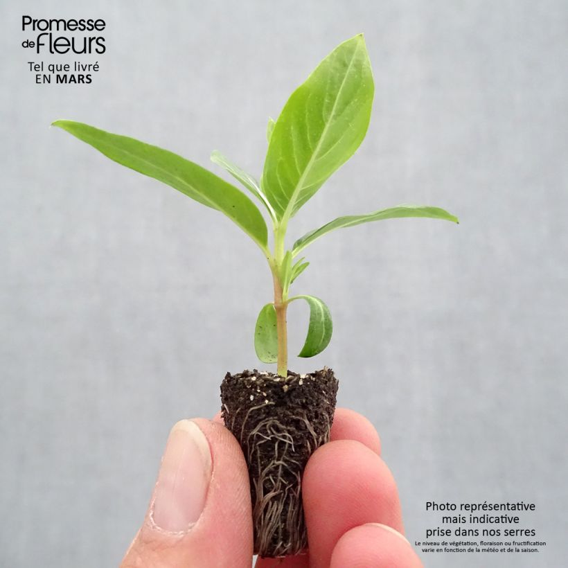 Example of Pervenche de Madagascar Titan F1 Blush - Catharanthus roseus Mini-motte Ø 1,5/2,5 cm as you get in printemps