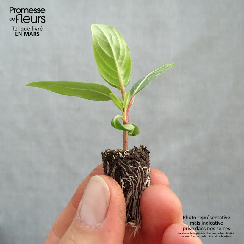 Spécimen de Pervenche de Madagascar Titan F1 Lavender Blue Halo - Catharanthus roseus Mini-motte Ø 1,5/2,5 cm tel que livré au printemps